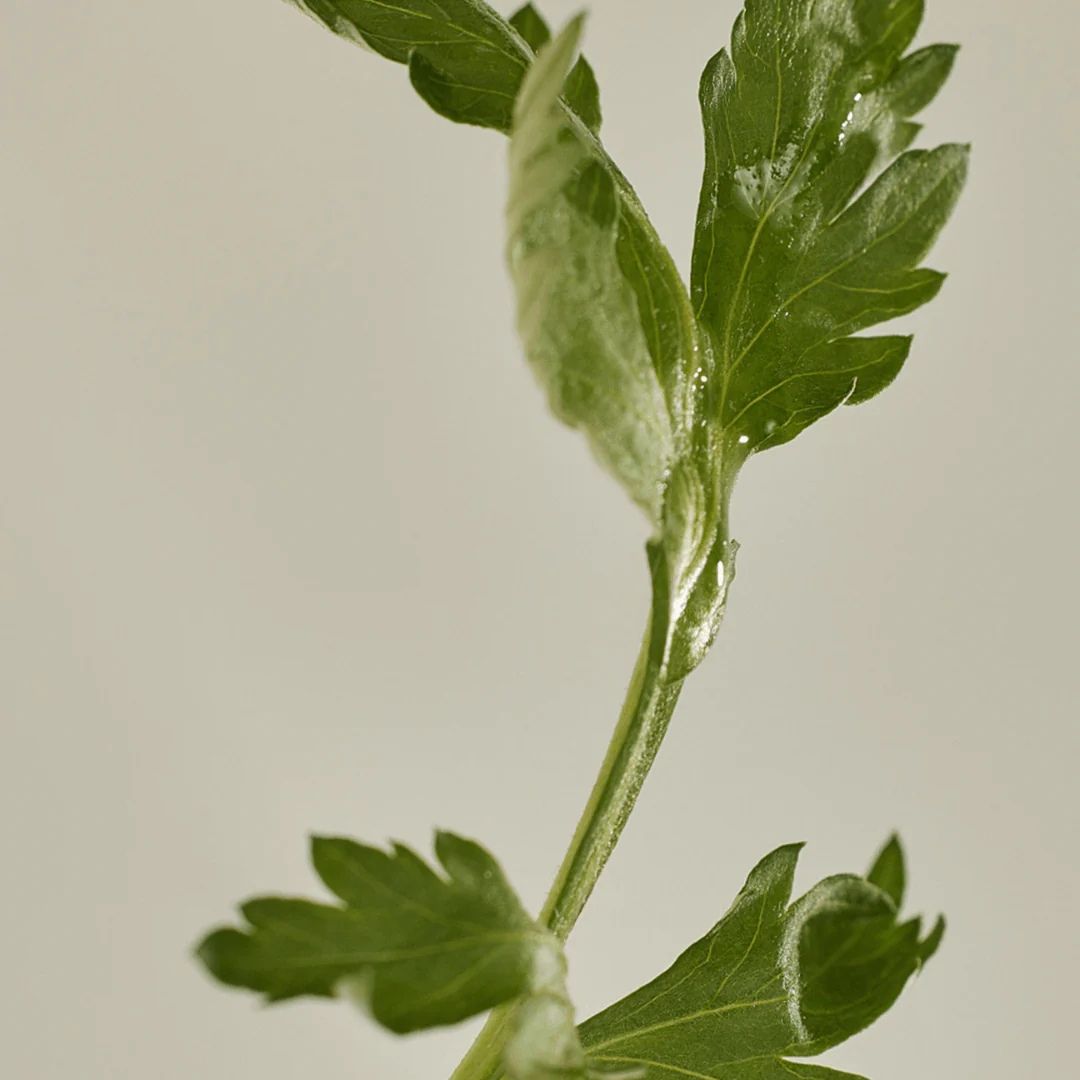 Matte Sun Stick: Mugwort + Camelia (SPF 50+ PA++++)-BEAUTY OF JOSEON-HBYTALA